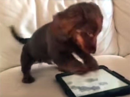  iPadに大興奮するダックスフンドの子犬