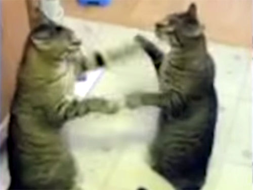 シンクロする猫パンチ合戦