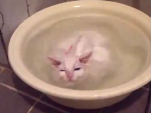 いい湯だにゃ♪と洗面器から出たくない白猫