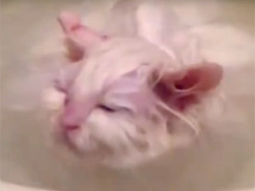 お風呂に浸かって、顔が火照っている白猫