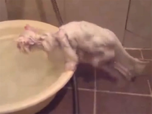 お風呂から出たくない白猫
