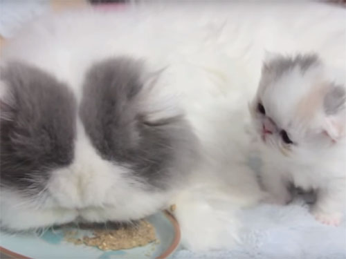 エキゾチックショートヘアの母猫と子猫