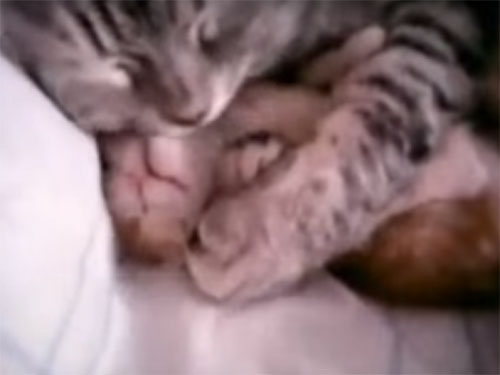  うなされる子猫を、ギュッと抱きしめる母猫
