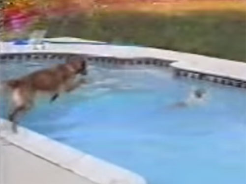 プールで溺れた子犬を、母犬が救助！