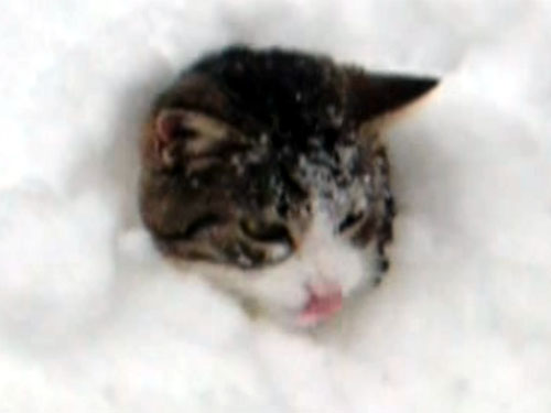 雪の中で遊ぶ猫2