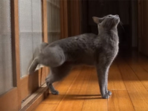 「開けてよ～！」足で戸を高速連打ノックする猫