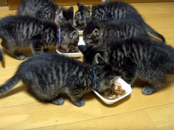 「うまい♪ うまい♪」ご飯を食べる子猫たちの大合唱
