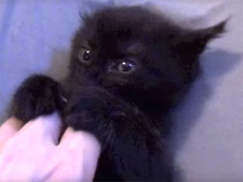 黒猫の子猫
