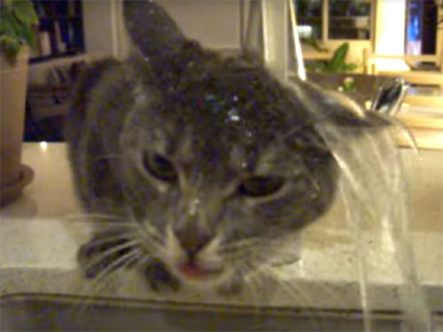 水道水を頭から被って飲む猫3