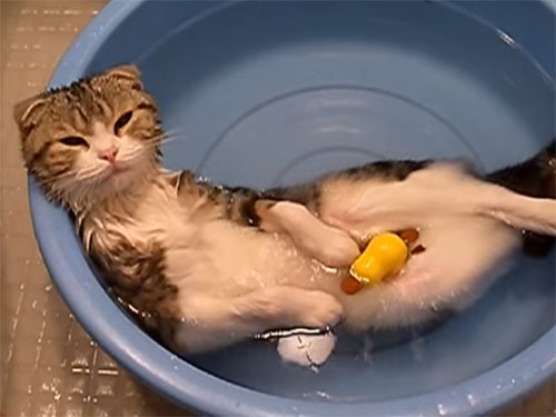 「あったまりますにゃ～♪」猫がタライのお風呂でご満悦