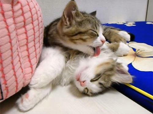 「寝ちゃダメ！」ダウンした子猫と遊び足りない子猫