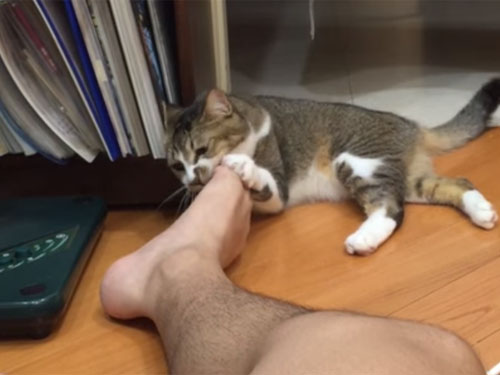 足にじゃれて遊ぶ猫