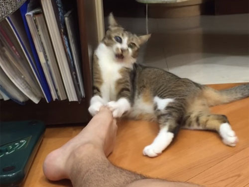 足の臭さに怒る猫 