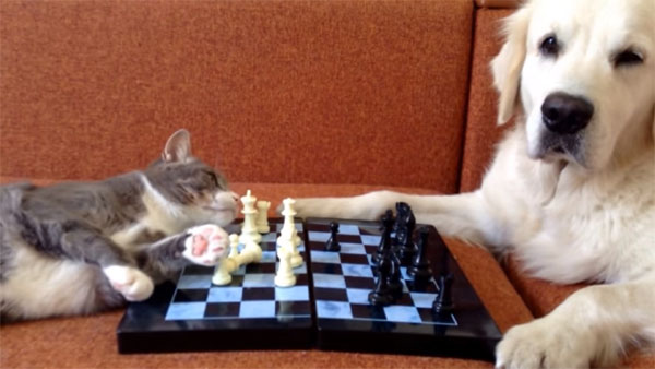 猫 VS 犬、チェスで勝負1