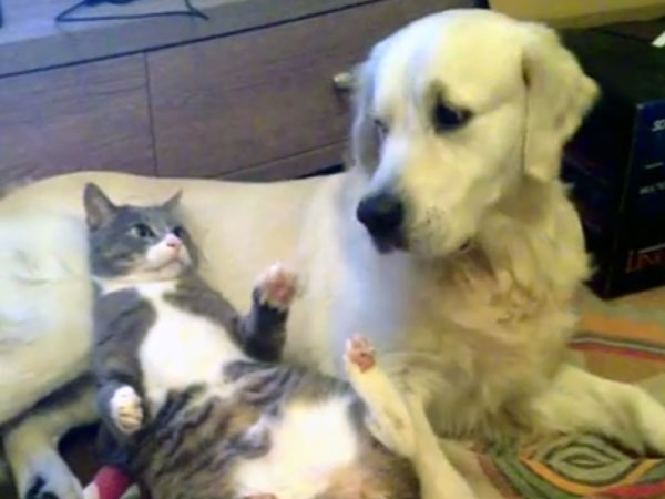 「何してるわん！」犬を枕にして怒られる猫