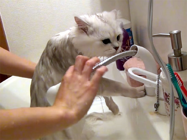 シャワーで洗われるペルシャ猫