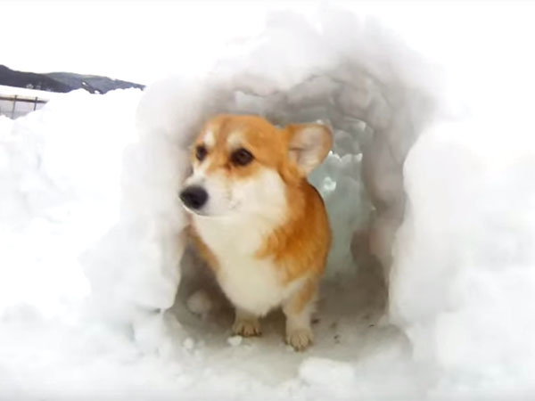 雪のトンネルで遊ぶコーギー犬2