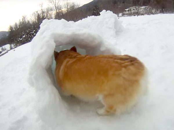 雪のトンネルで遊ぶコーギー犬3