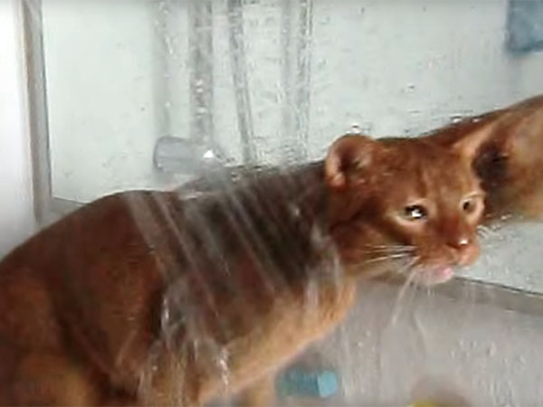 アビシニアンの猫がシャワーを浴びる3