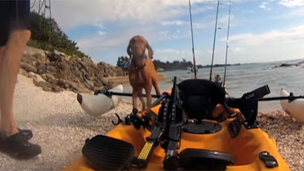 海を泳いでいる犬を、釣り人が救助4
