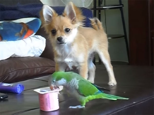 インコとチワワが、ヨーグルトの容器を可愛く奪い合う♪