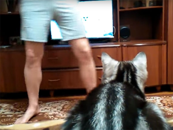猫が真剣にテレビを見ている！ 人間が前に立って、邪魔すると…