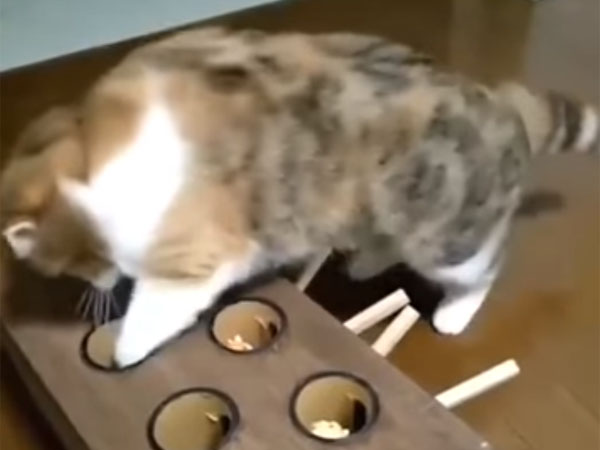 もぐらに逃げられる猫