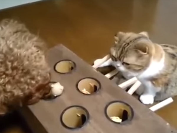 もぐらのオモチャを犬に取られてしまう猫