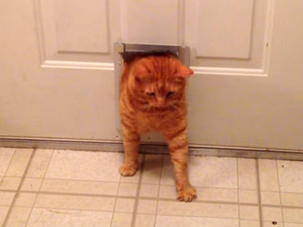 猫ドアが小さくて、なかなか通れない猫