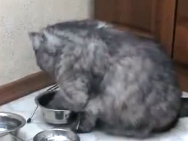 お皿に餌が入っていないのを、手で確認している猫