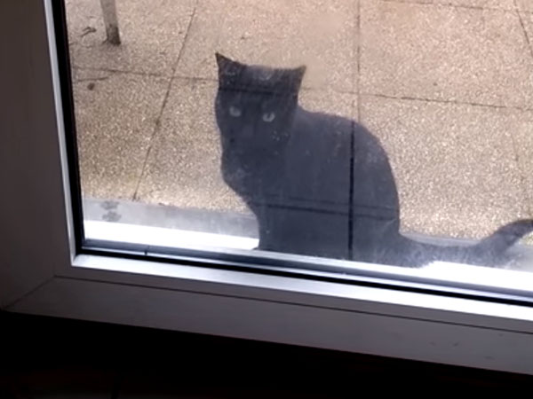 ガラス戸の前で待つ黒猫