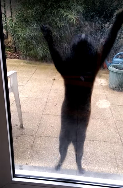 「入れてニャー!」必死に訴える黒猫が可愛い過ぎる♪