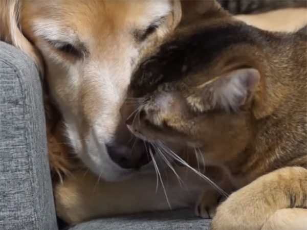 犬の鼻を舐める猫