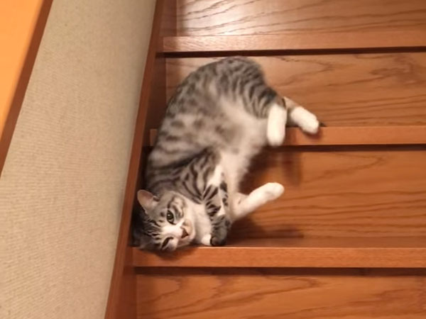 階段を滑るように落ちてくる猫