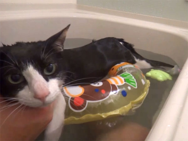 お風呂の中で、浮き輪に乗って寛ぐ猫