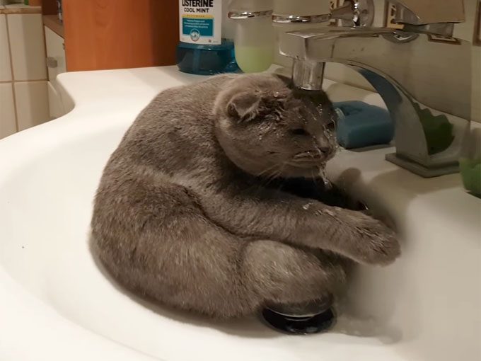 洗面台のシンクの中で スコ座りする猫 水を飲みたいのか 水浴びをしたいのかは不明です 笑 おもしろ動画まとめたにゃん