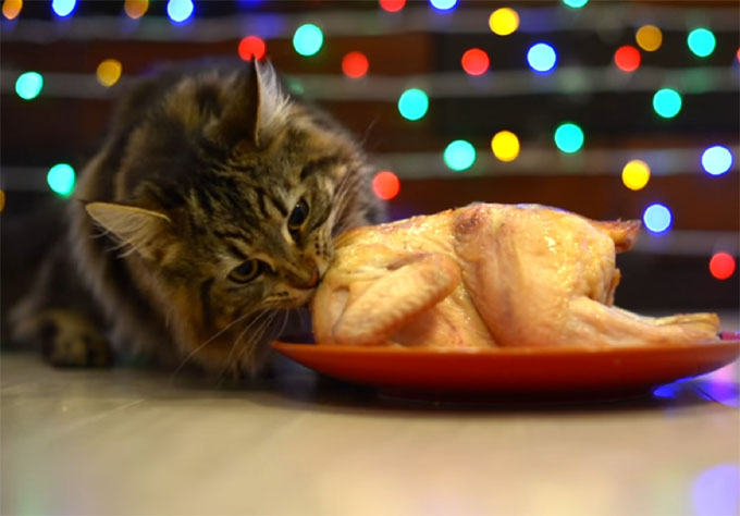 クリスマスのローストチキンを食べる猫