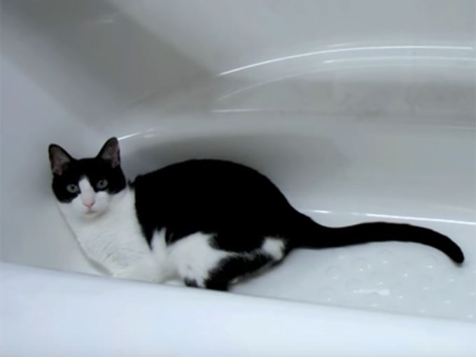 バスタブの中で、お風呂を待つ猫のむーちゃん