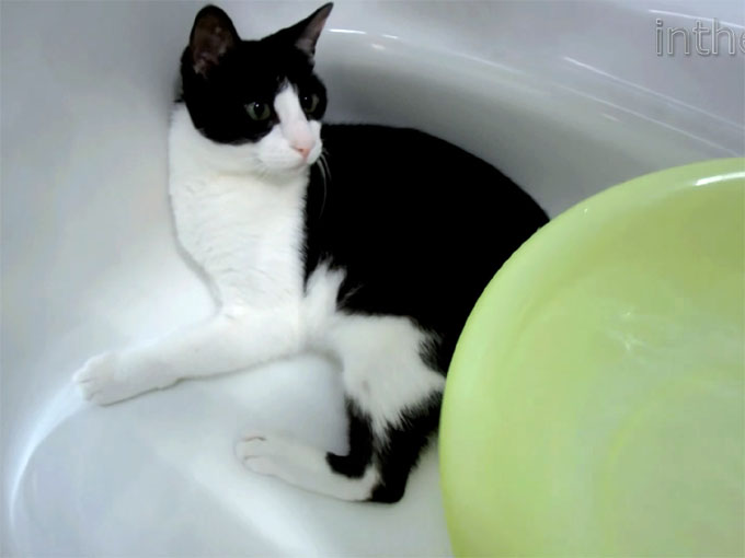 洗面器のお湯を掛けてもらう猫のむーちゃん