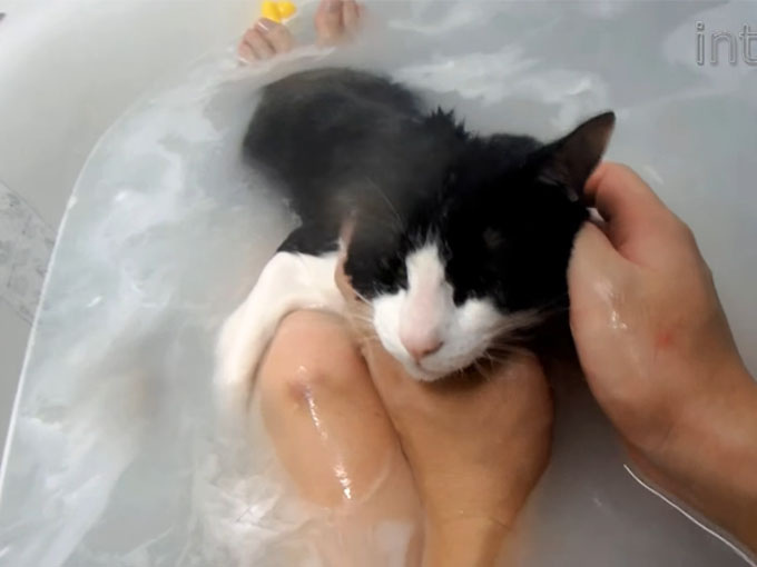 ご主人と一緒にお風呂に入る猫のむーちゃん