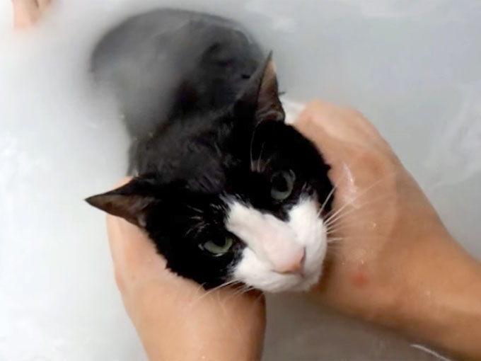 お風呂に浸かってシャンプーしてもらう猫のむーちゃん