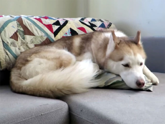 ソファで寝るハスキー犬