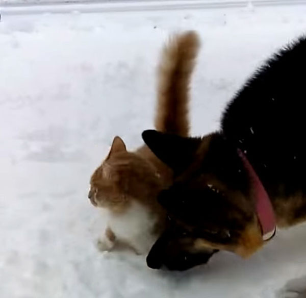 雪の中の猫と犬
