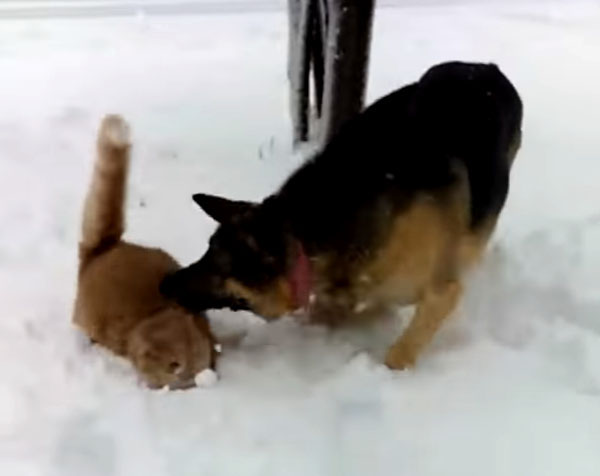 雪の中から顔を出す猫