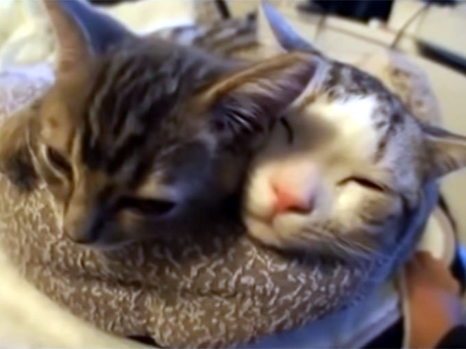 仲むつまじく寝る二匹の猫