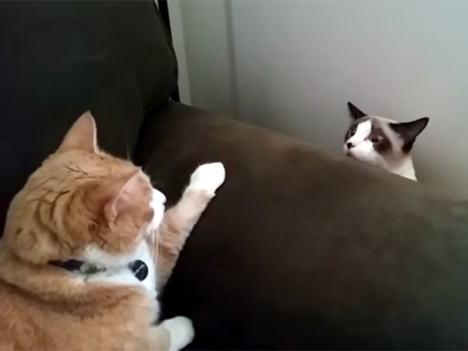 睨み合う二匹の猫