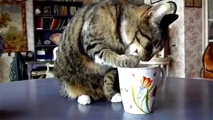 カップのミルクを手で舐める猫