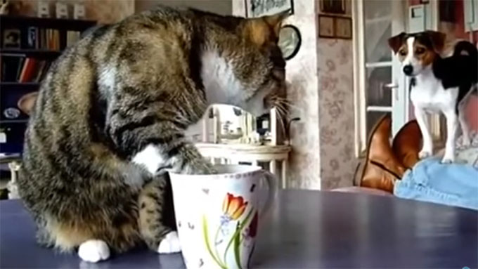 ミルクを舐める猫を見つめる犬