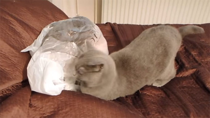 ビニール袋で遊ぶ猫