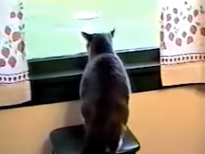 窓の外を威嚇する猫